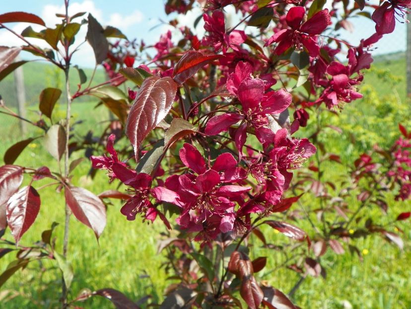 malus Royalty - z-Dobarland 2018