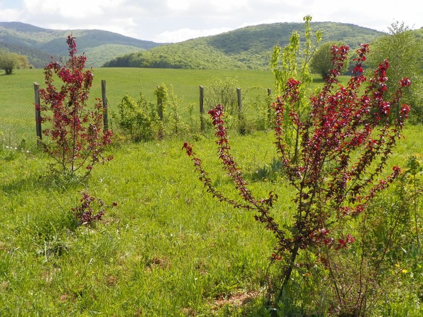 prunus cerasifera Nigra si malus Royalty - z-Dobarland 2018