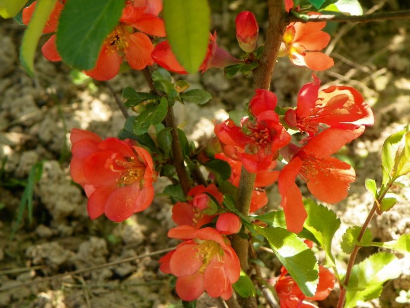 chaenomeles Clementine - z-Dobarland 2018