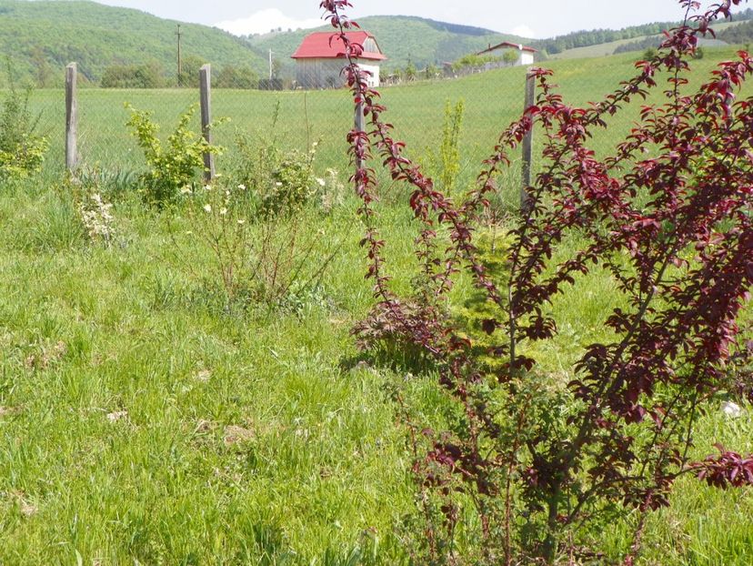 prunus cerasifera Nigra - z-Dobarland 2018
