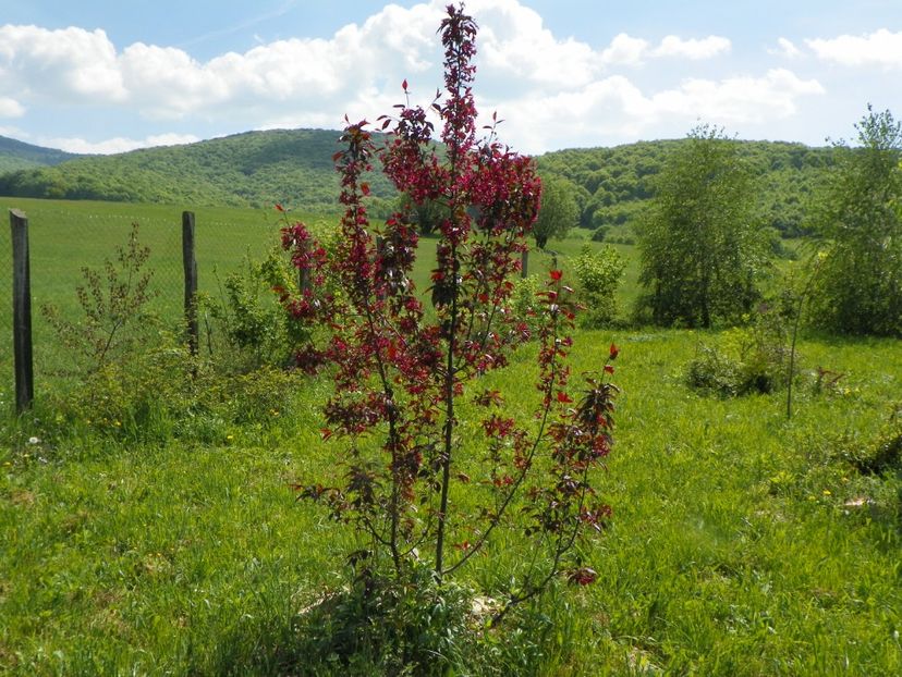 malus Royalty - z-Dobarland 2018
