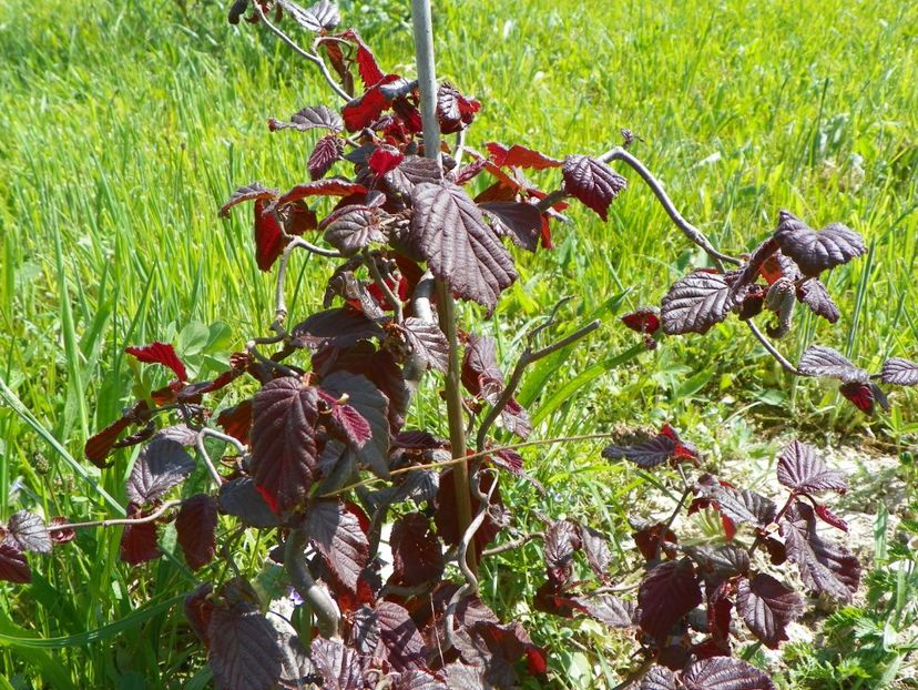 corylus Red Majestic - z-Dobarland 2018