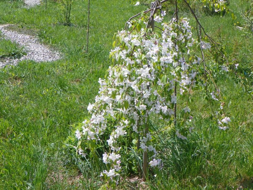 malus Sun Rival - z-Dobarland 2018