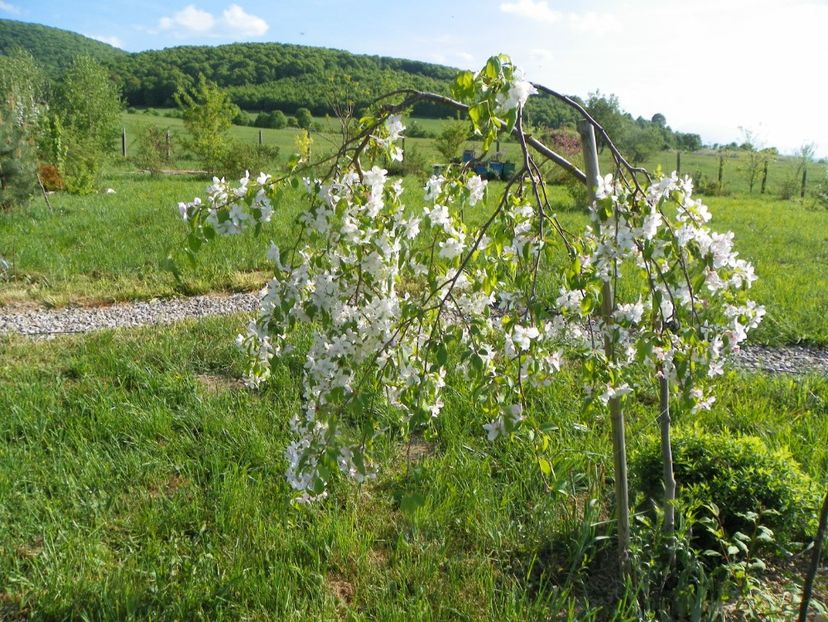 malus Sun Rival - z-Dobarland 2018