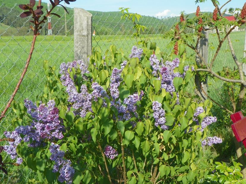 liliac Royalty - z-Dobarland 2018