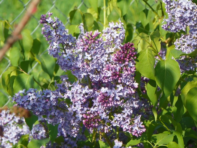 liliac Royalty - z-Dobarland 2018