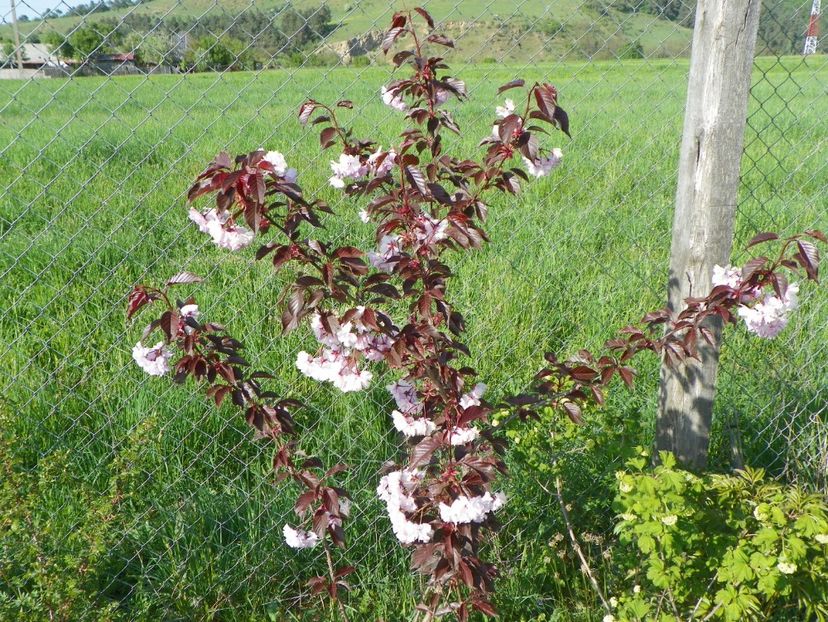prunus Royal Burgundy - z-Dobarland 2018
