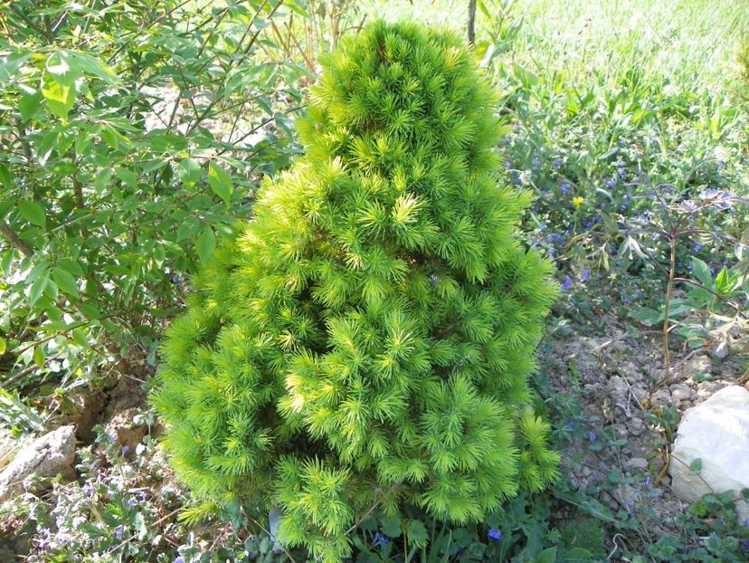picea Daisy's White - z-Dobarland 2018