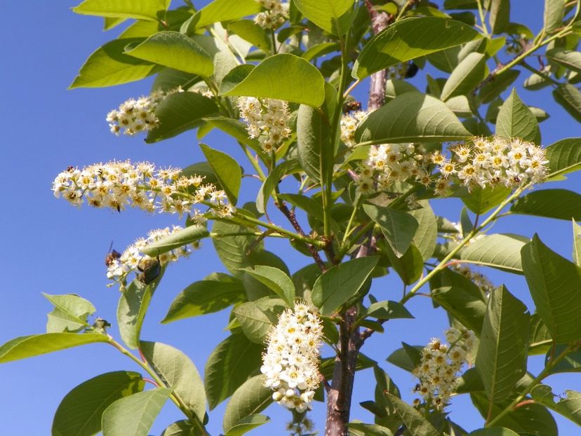 prunus virginiana Schubert - z-Dobarland 2018