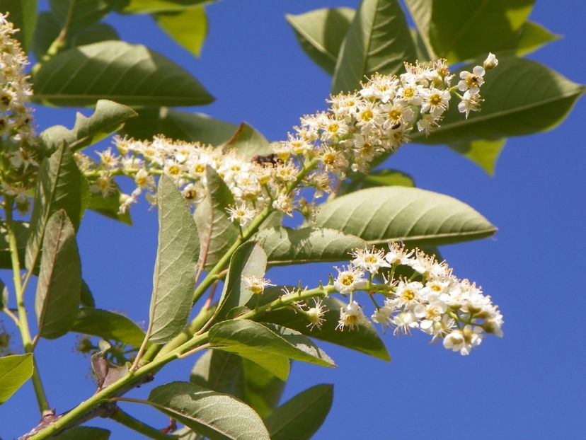 prunus virginiana Schubert - z-Dobarland 2018