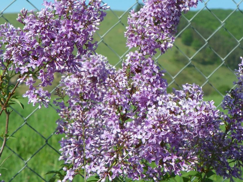 syringa chinensis - z-Dobarland 2018