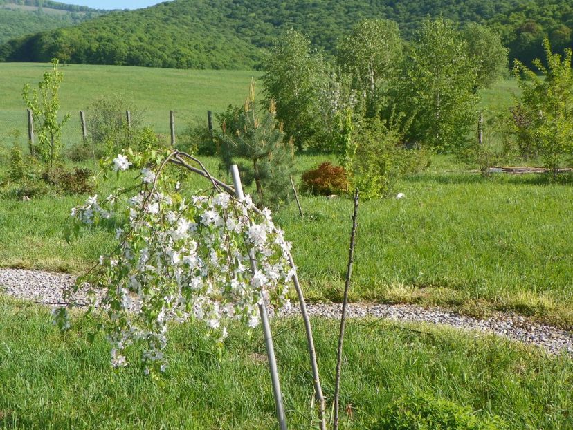 malus Sun Rival - z-Dobarland 2018