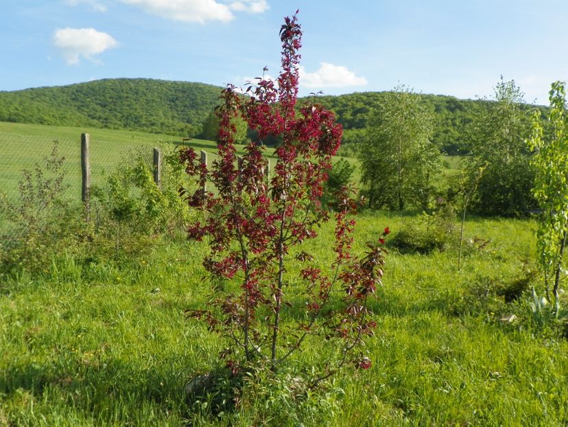 malus Royalty - z-Dobarland 2018