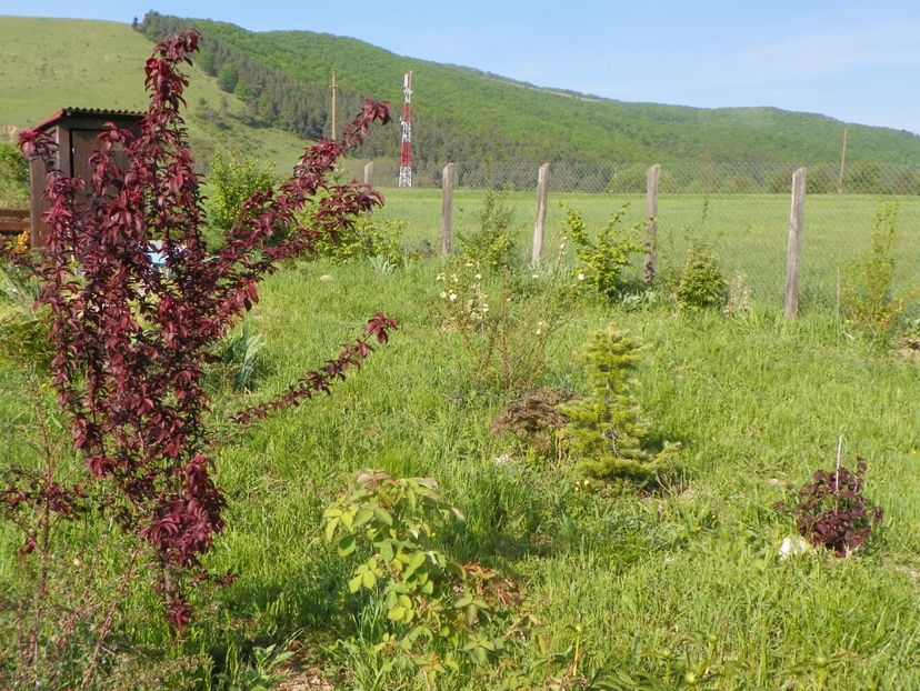 prunus cerasifera Nigra - z-Dobarland 2018
