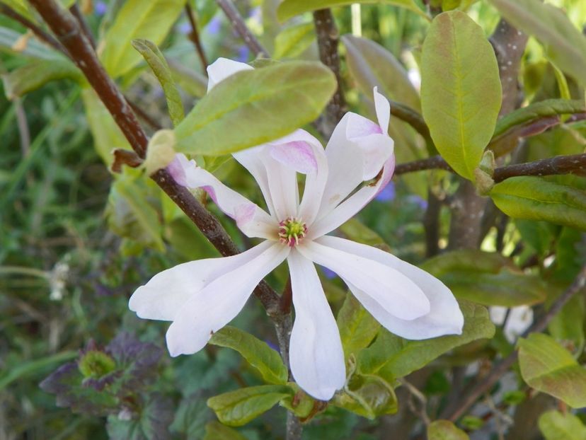 magnolia stellata Rosea - z-Dobarland 2018