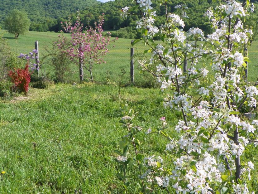 mar Golden Delicious - z-Dobarland 2018