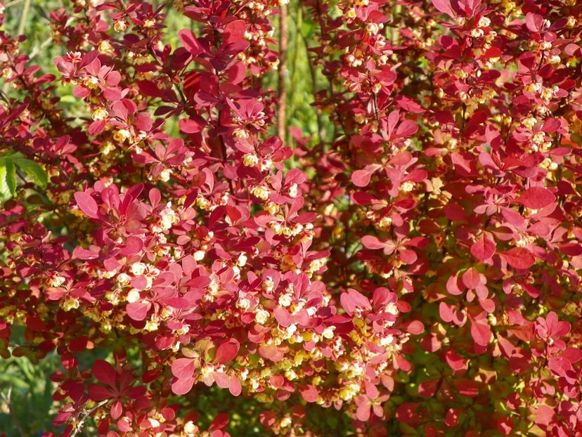 berberis Orange Rocket - z-Dobarland 2018