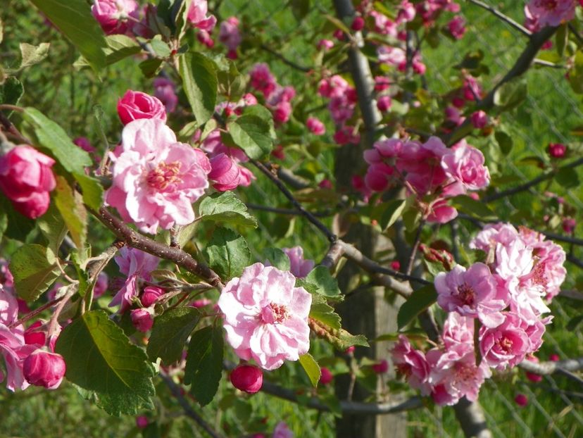 malus Brandywine - z-Dobarland 2018