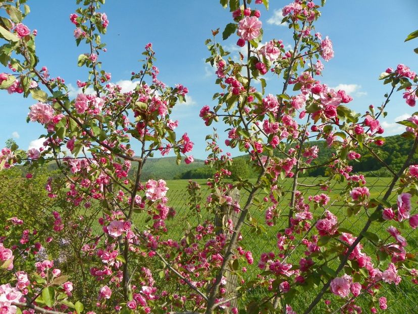 malus Brandywine - z-Dobarland 2018