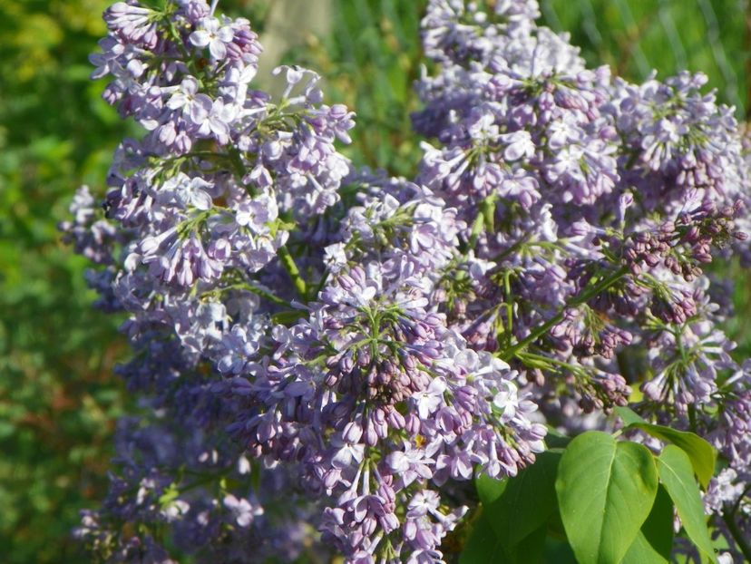 liliac Marechal Foch - z-Dobarland 2018