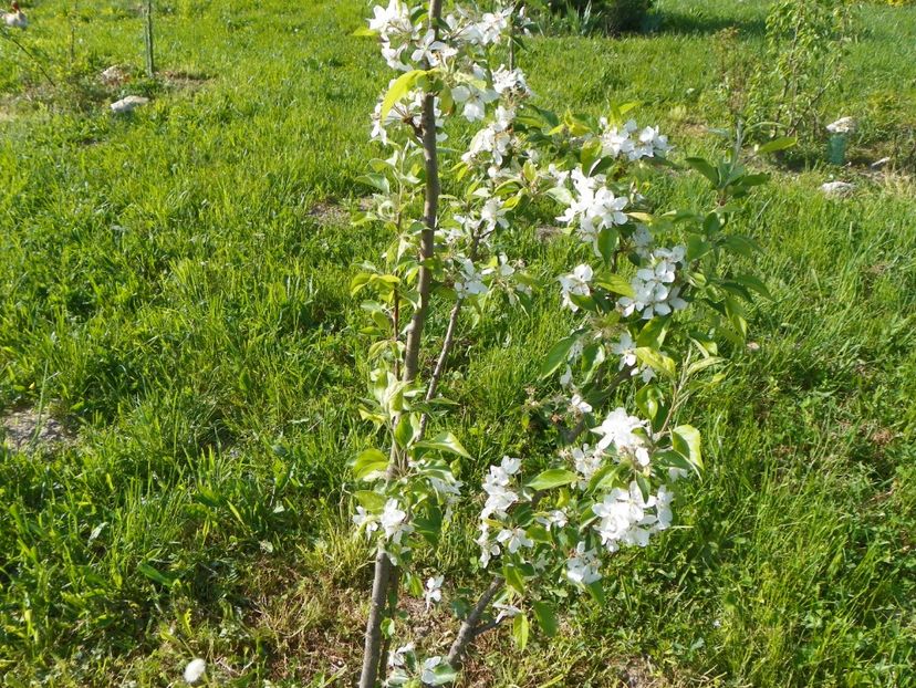 malus John Downie - z-Dobarland 2018
