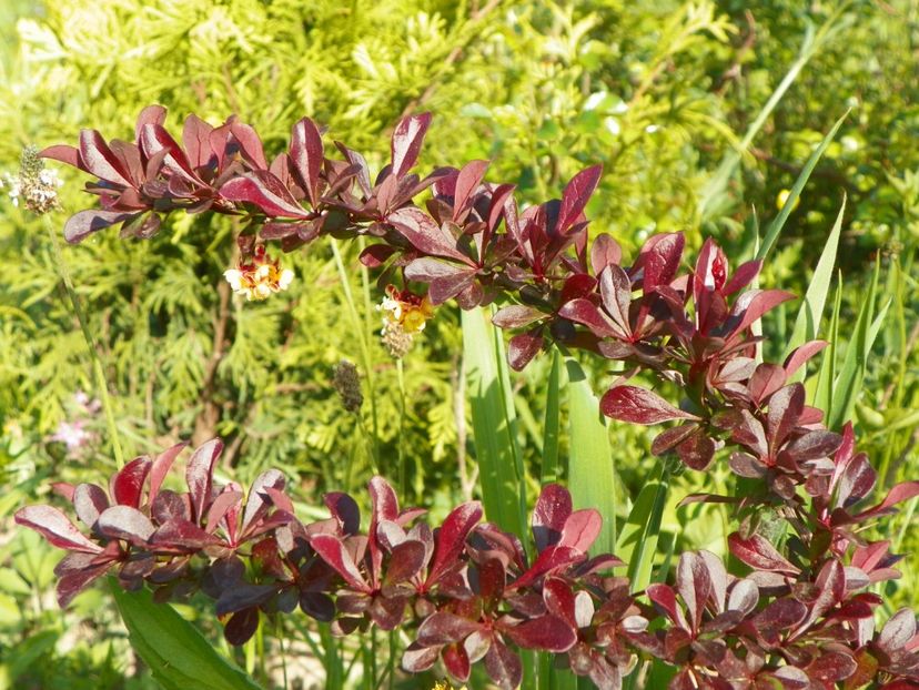 berberis Carmen - z-Dobarland 2018