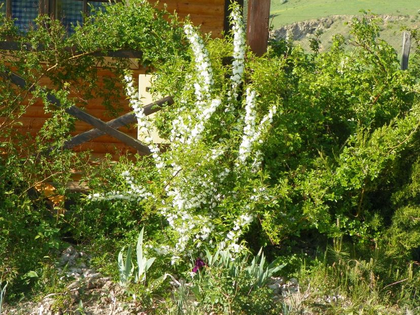 prunus gland. Alba plena - z-Dobarland 2018