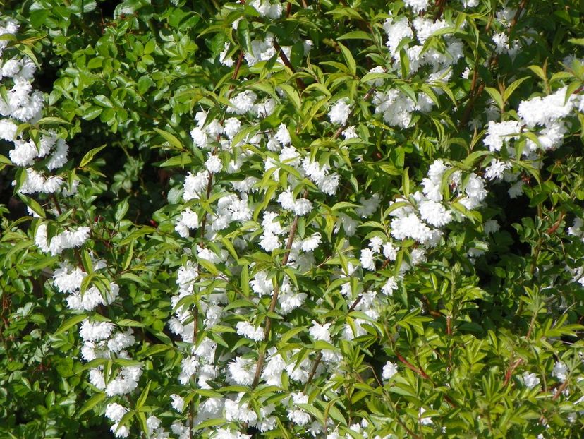 prunus gland. Alba plena - z-Dobarland 2018
