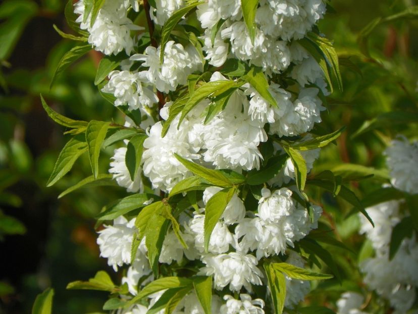 prunus gland. Alba plena - z-Dobarland 2018