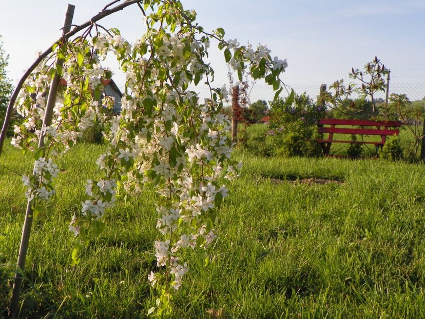 malus Sun Rival - z-Dobarland 2018