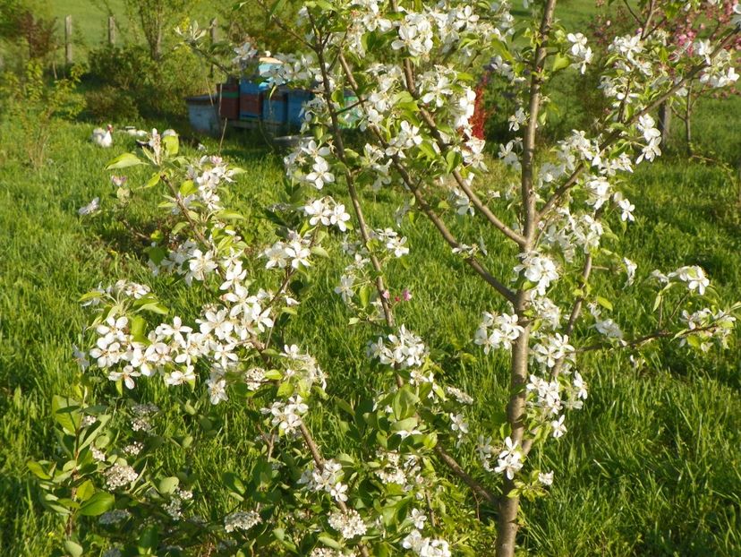 mar Golden Delicious - z-Dobarland 2018