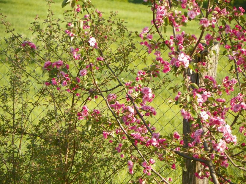 malus Brandywine - z-Dobarland 2018