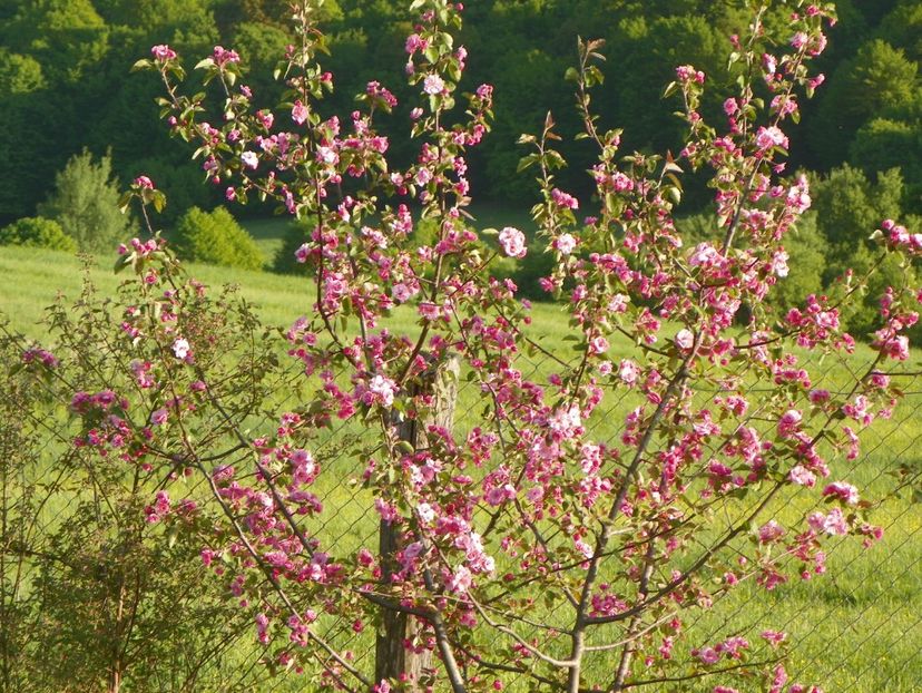 malus Brandywine - z-Dobarland 2018