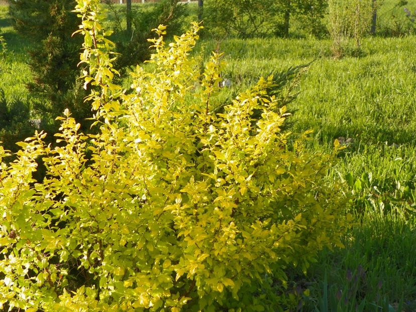 physocarpus Dart's Gold - z-Dobarland 2018