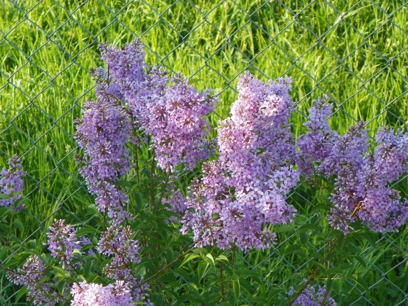 syringa chinensis - z-Dobarland 2018
