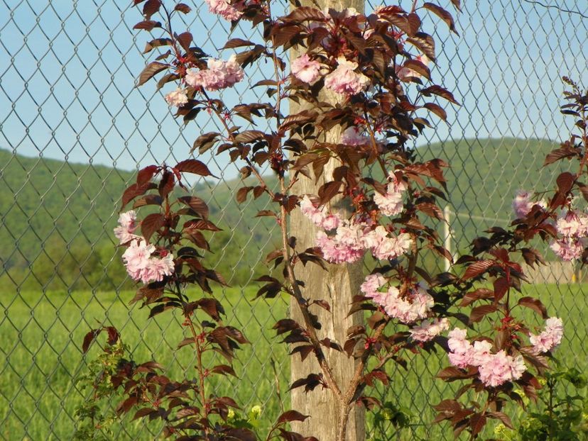 prunus Royal Burgundy - z-Dobarland 2018