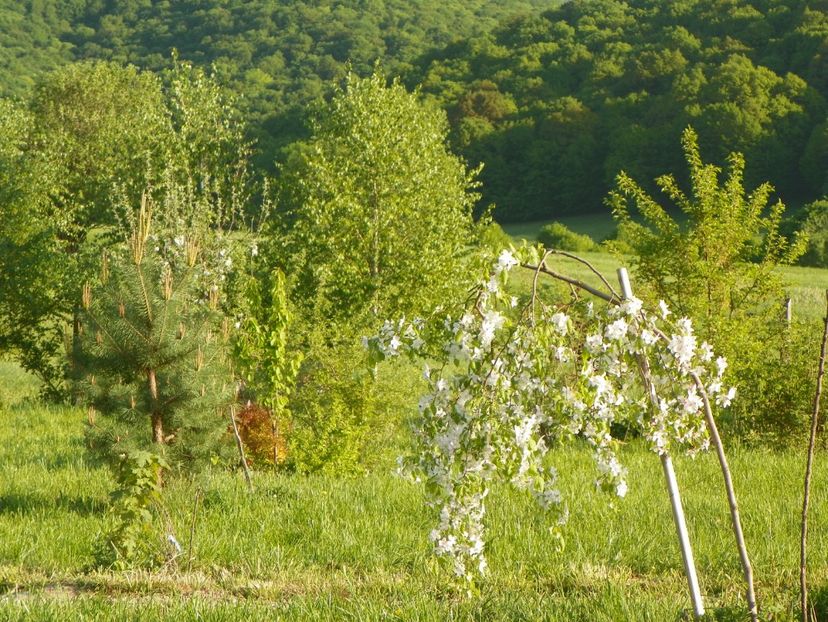 malus Sun Rival - z-Dobarland 2018