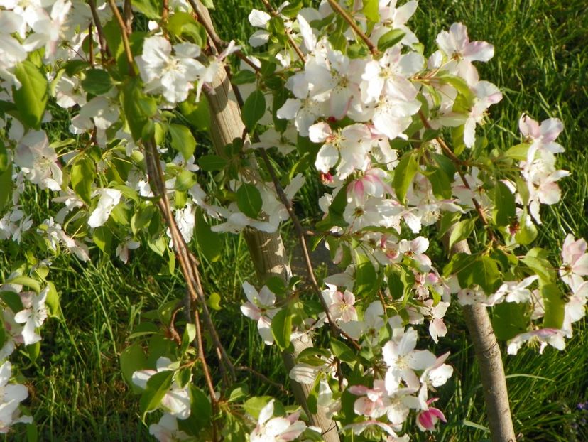 malus Sun Rival - z-Dobarland 2018