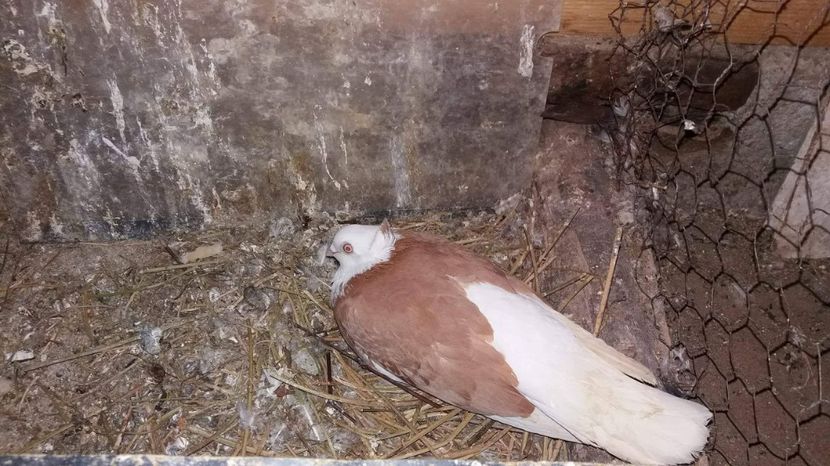 received_1521241208001814 - 5-Jucatori de Amara