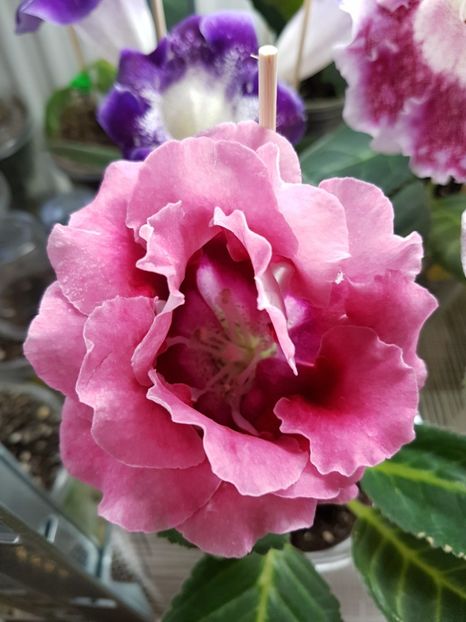  - gloxinia 2018