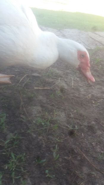 era doar o piatra - 001 Prima cloşca