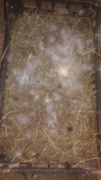 iesită sa manance - 001 Prima cloşca