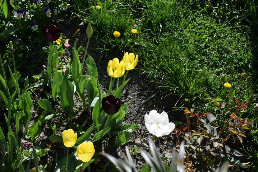  - Simfonia Lalelelor 2018