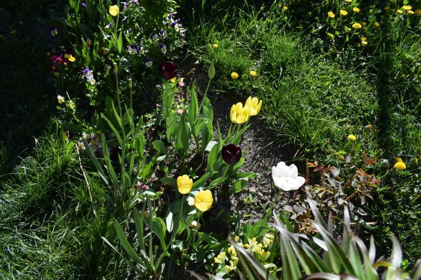  - Simfonia Lalelelor 2018