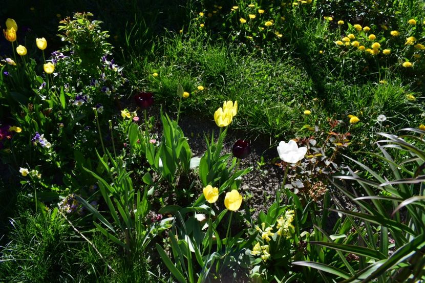  - Simfonia Lalelelor 2018