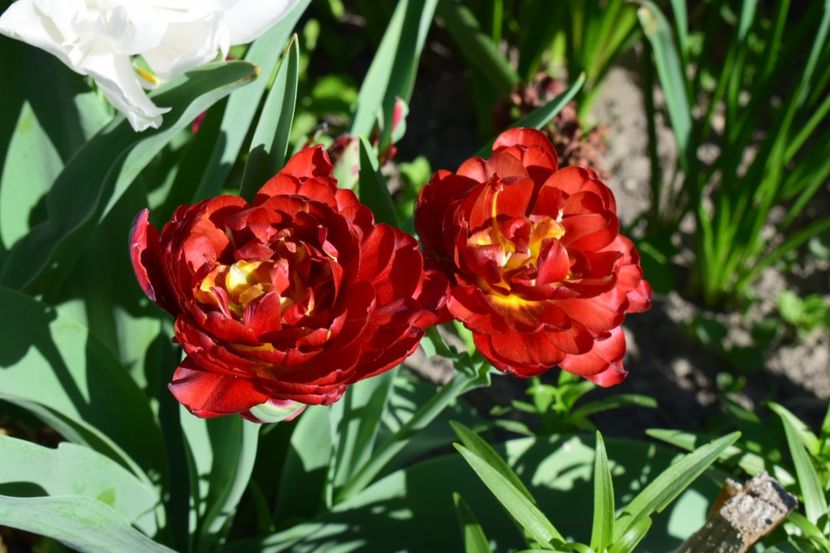 Lalele duble tarzii parfumate - Simfonia Lalelelor 2018