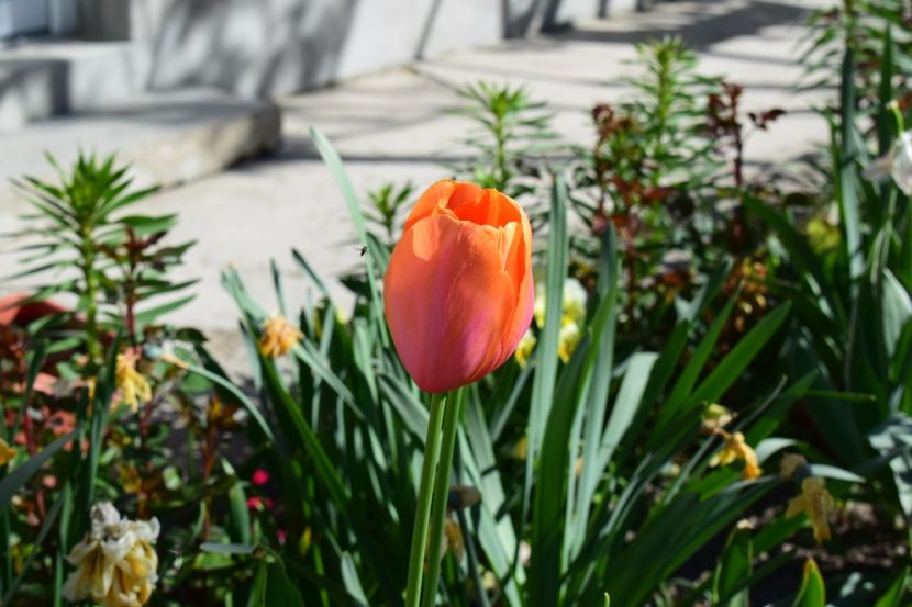  - Simfonia Lalelelor 2018