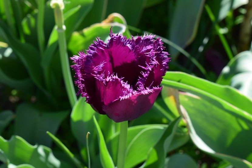  - Simfonia Lalelelor 2018