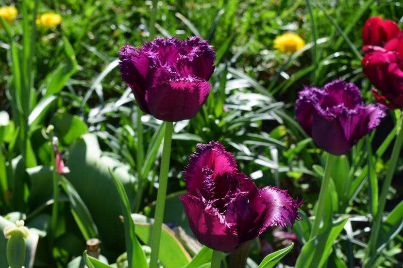  - Simfonia Lalelelor 2018