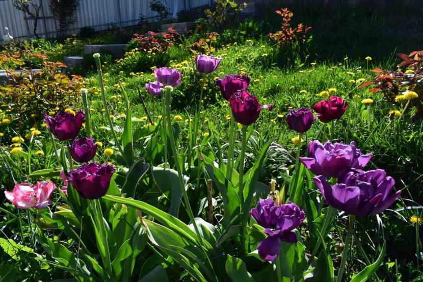 Spectacol miv - Simfonia Lalelelor 2018